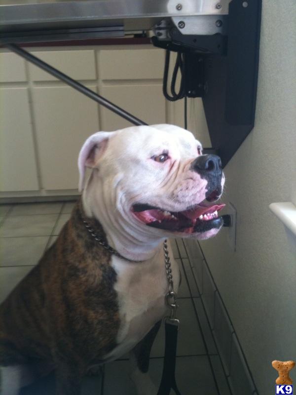 Dogs for Sale in TX